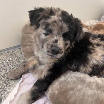 Europe -  Catahoula Leopard Dog and Mixed Breed Dog for Adoption in Kanab, Utah - Europe | PetCurious
