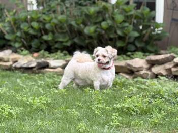 Shih Tzu Dogs Available for Adoption in Franklin, Tennessee - Yuri | PetCurious