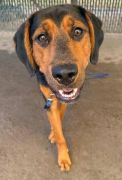 Challenger -  Mixed Breed Dog for Adoption in Savannah, Georgia - Challenger | PetCurious