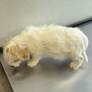 Pluto -  Mixed Breed Dog for Adoption in Las Cruces, New Mexico - Pluto | PetCurious