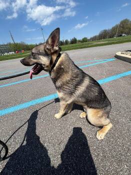 Ace -  Norwegian Elkhound Dog for Adoption in Ashland, Ohio - Ace | PetCurious