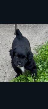 Beagle and Pug Dogs Available for Adoption in Lewis Center, Ohio - Miss Maeve (Moira