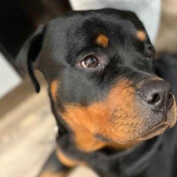 Rottweiler Dogs Available for Adoption - Kona | PetCurious