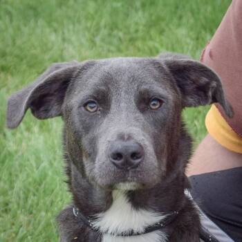 Esteban -  Black Labrador Retriever and German Shepherd Dog Dog for Adoption in Huntley, Illinois - Esteban | PetCurious