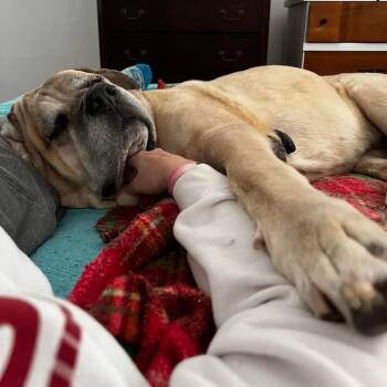 Cane Corso Dogs Available for Adoption in Minneapolis, Minnesota - Kakui | PetCurious