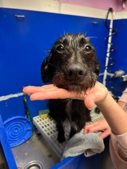 Terrier Dogs Available for Adoption - Ruby | PetCurious
