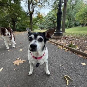 Jameson -  Chihuahua Dog for Adoption - Jameson | PetCurious