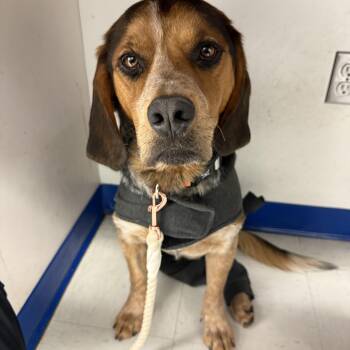 Beagle Dogs Available for Adoption in Rockville, Maryland - Huckleberry  | PetCurious