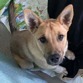 German Shepherd Dog Dogs Available for Adoption in Flagstaff, Arizona - Cooper | PetCurious