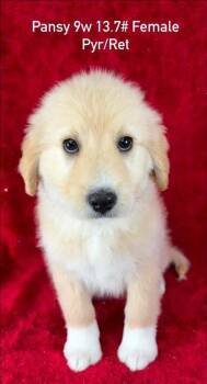 Great Pyrenees and Retriever Dogs Available for Adoption in Brewster, New York - Pansy (P Puppies) | PetCurious