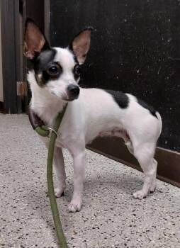 Cricket -  Rat Terrier Dog for Adoption in Saint Clairsville, Ohio - Cricket | PetCurious