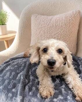 Laurynn -  Morkie and Poodle Dog for Adoption in Kutztown, Pennsylvania - Laurynn | PetCurious