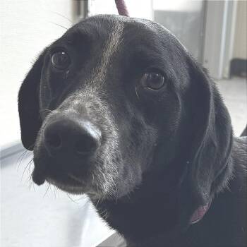 Mixed Breed Dogs Available for Adoption in Las Cruces, New Mexico - Rupee | PetCurious