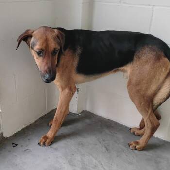 Palmer 8341 -  Rhodesian Ridgeback Dog for Adoption in Loxahatchee Groves, Florida - Palmer 8341 | PetCurious