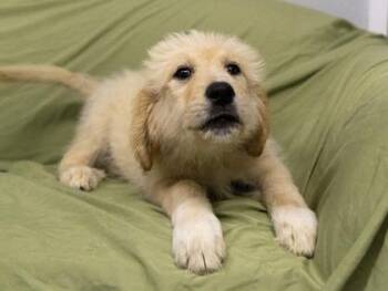 Olanna -  Great Pyrenees and Mixed Breed Dog for Adoption in West Chester, Pennsylvania - Olanna | PetCurious
