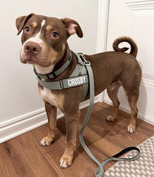 Crosby -  Retriever and American Staffordshire Terrier Dog for Adoption in Houston, Texas - Crosby | PetCurious