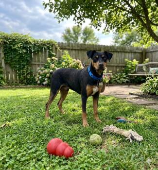 **BROCK** -  Doberman Pinscher Dog for Adoption in North Prairie, Wisconsin - **BROCK** | PetCurious