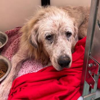 HAROLD -  Mixed Breed Dog for Adoption in Memphis, Tennessee - HAROLD | PetCurious