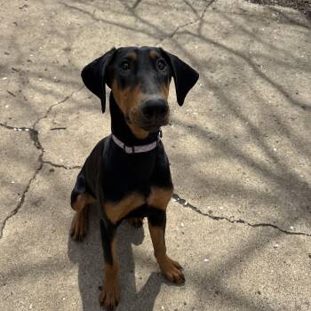 Doberman Pinscher Dogs Available for Adoption in Russiaville, Indiana - Jade! Precious Dobie!  | PetCurious