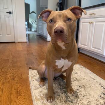 June -  Pit Bull Terrier Dog for Adoption in Martinez, California - June | PetCurious