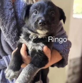 Ringo -  Golden Retriever Dog Available for Adoption in Larkfield-wikiup, California - Ringo | PetCurious