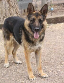 Leo -  German Shepherd Dog Dog for Adoption in Albuquerque, New Mexico - Leo | PetCurious
