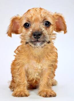 Ski -  Chihuahua and Mixed Breed Dog for Adoption in Morton Grove, Illinois - Ski | PetCurious