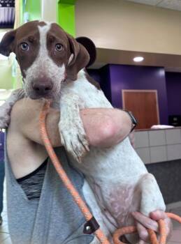 Phoebe -  German Shorthaired Pointer Dog for Adoption in Little Rock, Arkansas - Phoebe | PetCurious