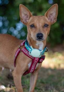 Rescue Chihuahua Dogs for Adoption - Jean & Eugene | PetCurious