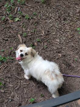 Leo -  Tibetan Spaniel and Corgi Dog for Adoption in Richmond, Virginia - Leo | PetCurious