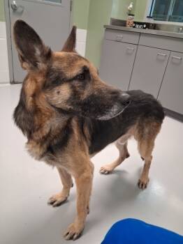 Rescue German Shepherd Dog Dogs for Adoption in Topeka, Kansas - Riesen | PetCurious
