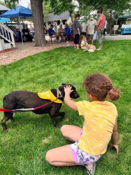 Layla -  Cattle Dog and Mixed Breed Dog for Adoption in Severance, Colorado - Layla | PetCurious