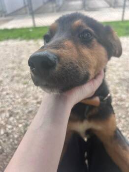 German Shepherd Dog Dogs Available for Adoption in Lagrange, Indiana - Bruce | PetCurious