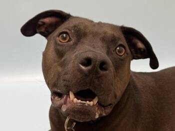 Koko -  Pit Bull Terrier and Mixed Breed Dog for Adoption in Golden Valley, Minnesota - Koko | PetCurious