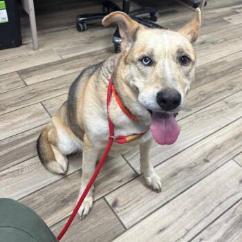 Rose -  Shepherd and Mixed Breed Dog for Adoption in Henderson, Kentucky - Rose | PetCurious