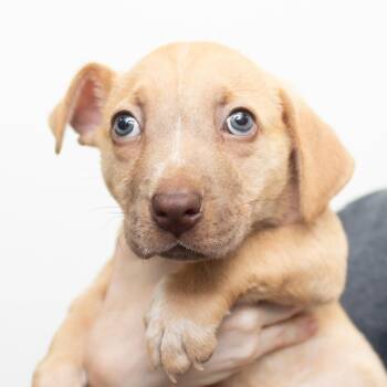 Speaker -  Mixed Breed Dog for Adoption in Middletown, Rhode Island - Speaker | PetCurious