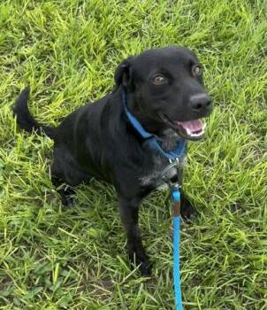 Mongoose -  Mixed Breed Dog for Adoption in Vero Beach, Florida - Mongoose | PetCurious