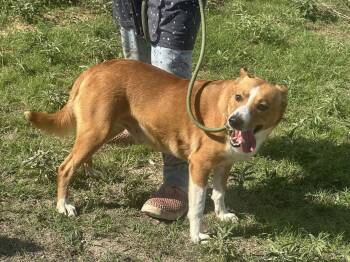 Victor -  Basenji Dog for Adoption in Joshua, Texas - Victor | PetCurious