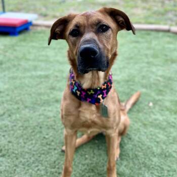 Shepherd Dogs Available for Adoption in Center Point, Texas - Dale | PetCurious