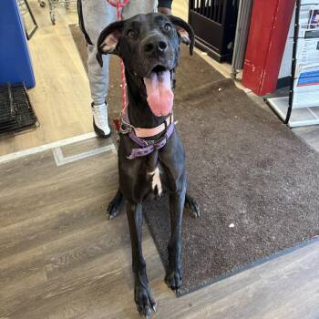 Great Dane Dogs Available for Adoption in East St. Louis, Illinois - Raven | PetCurious