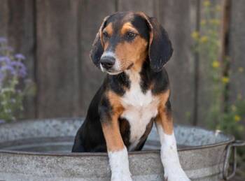 Huck -  Beagle and Foxhound Dog for Adoption in Batesville, Arkansas - Huck | PetCurious