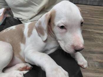SHREK (GREEN) -  Pit Bull Terrier and Mixed Breed Dog for Adoption in Conway, Arkansas - SHREK (GREEN) | PetCurious