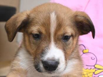Gorgonzola -  Pit Bull Terrier and Shepherd Dog for Adoption in Portland, Oregon - Gorgonzola | PetCurious