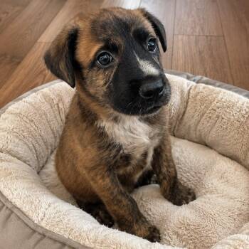 Spruce -  Shepherd Dog for Adoption in Houston, Texas - Spruce | PetCurious