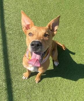 Basenji Dogs Available for Adoption in Fayetteville, Arkansas - Cinnamon  | PetCurious