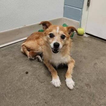 Peanut -  Mixed Breed Dog for Adoption in Manhattan, Kansas - Peanut | PetCurious