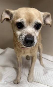 Priscilla (Prissy) -  Chihuahua and Mixed Breed Dog for Adoption in East Brookfield, Massachusetts - Priscilla (Prissy) | PetCurious