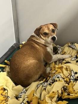 Chihuahua and Mixed Breed Dogs Available for Adoption in Fort Worth, Texas - Saxophone | PetCurious