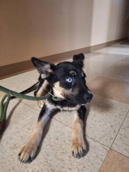 Canvas -  Husky and Mountain Dog Dog for Adoption in Maumelle, Arkansas - Canvas | PetCurious