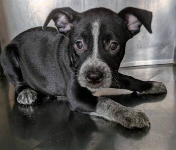 Bernice -  Mixed Breed Dog for Adoption in St. Augustine, Florida - Bernice | PetCurious
